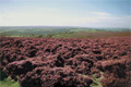 North York Moors & Coast image