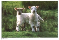 Bookends A4 Greetings Cards