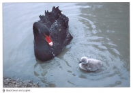 Black Swan & Cignet A4 Greetings Cards