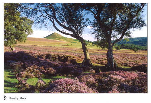 Hawnby Moor A4 Greetings Cards