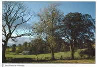 Trio of trees in Coverdale A4 Greetings Cards