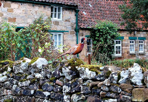 Pheasant A5 Greetings Cards