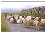 Sheep on Road A5 Greetings Cards