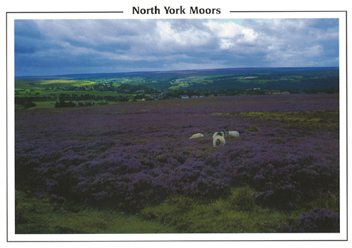 North York Moors A5 Greetings Cards