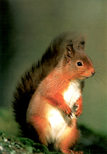 Red Squirrel A5 Greetings Cards