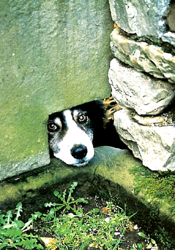 Dog A5 Greetings Cards