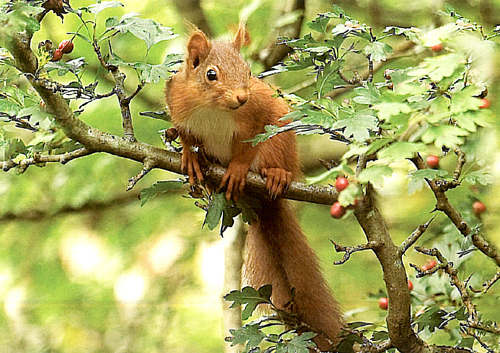 Red Squirrel A5 Greetings Cards