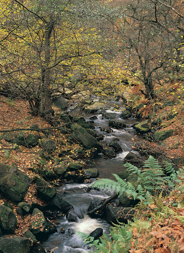 Padley Gorge BC Greetings Cards