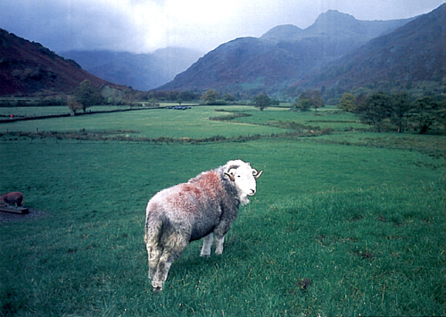 Herdwick Sheep in Langdale Postcards