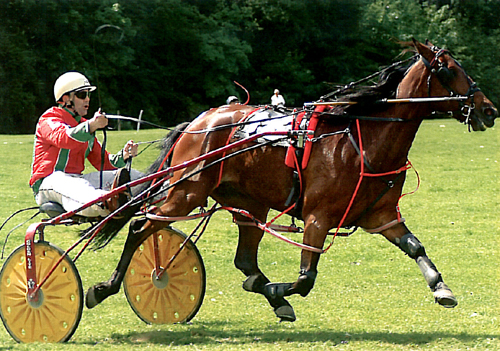 Harness Racing at Appleby Horse Fair Postcards