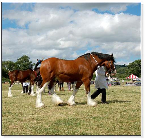 Shire Horse at a Show Square Cards