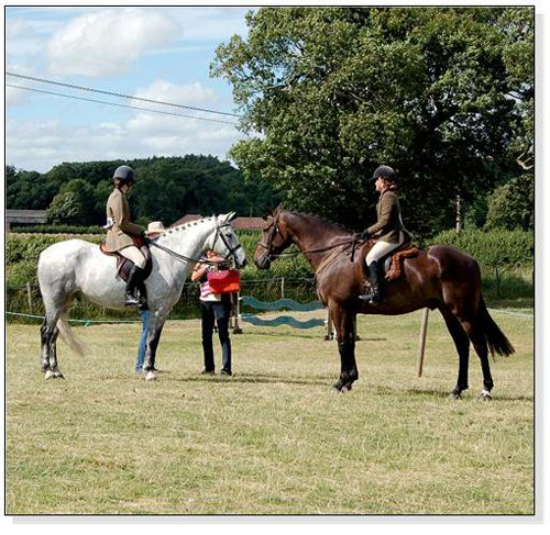 Horses at a Show Square Cards