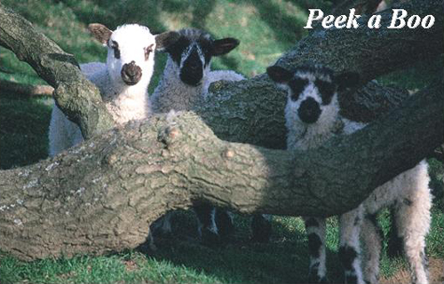 Peek a Boo Picture Magnets