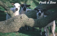 Peek a Boo Picture Magnets