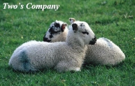 Two's Company Picture Magnets