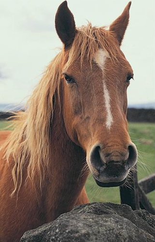 Horse Picture Magnets