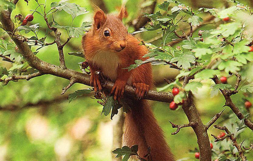Red Squirrel Picture Magnets
