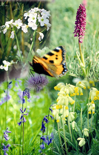 Flowers & Butterfly Collage Picture Magnets