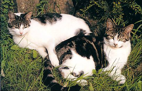 Cats Picture Magnets