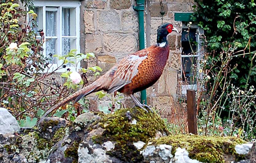 Pheasant Picture Magnets