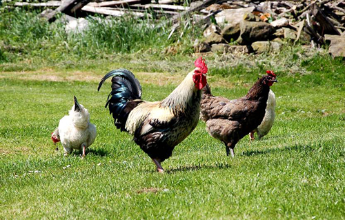 Cockerel & Hens Picture Magnets
