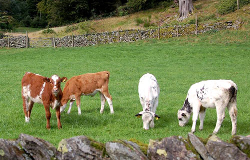 Calves Picture Magnets