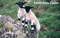 Yorkshire Dales Picture Magnets