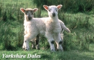 Yorkshire Dales Picture Magnets