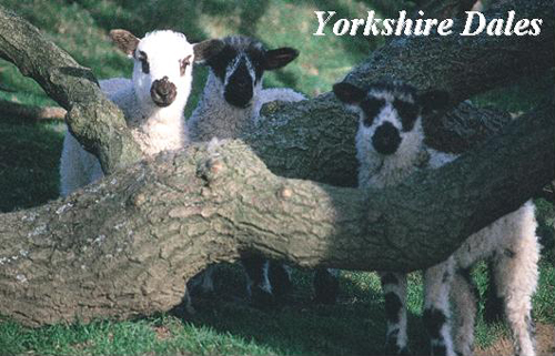 Yorkshire Dales Picture Magnets