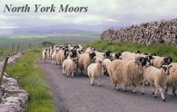 North York Moors Picture Magnets