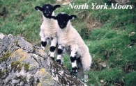 North York Moors Picture Magnets