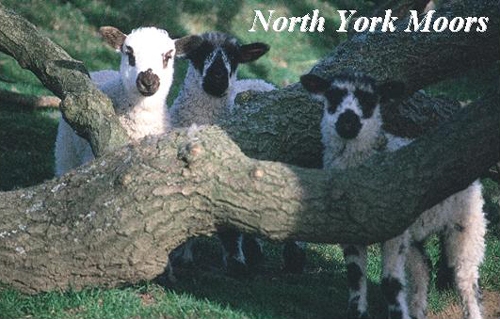 North York Moors Picture Magnets