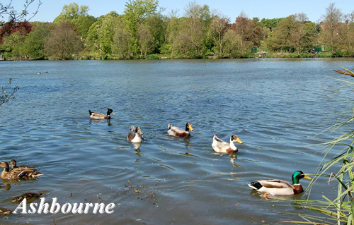 Ashbourne Picture Magnets