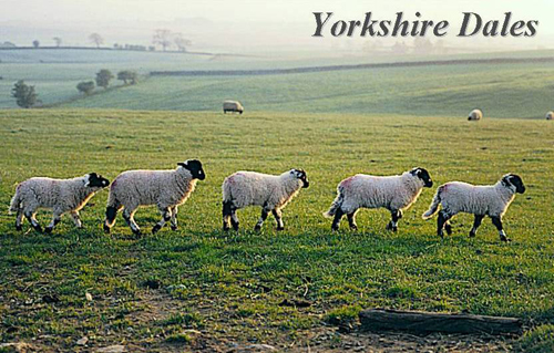 Yorkshire Dales Picture Magnets