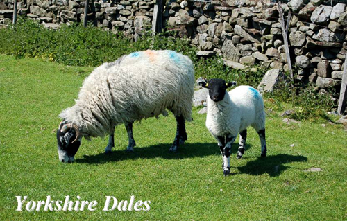 Yorkshire Dales Picture Magnets