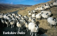 Yorkshire Dales Picture Magnets