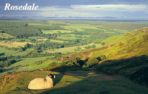 Rosedale Picture Magnets