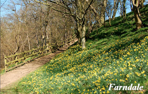 Farndale Picture Magnets
