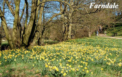 Farndale Picture Magnets