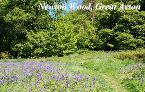 Newton Wood, Great Ayton Picture Magnets
