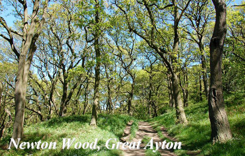Newton Wood, Great Ayton Picture Magnets