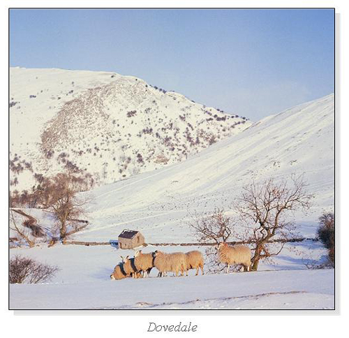 Dovedale Square Cards
