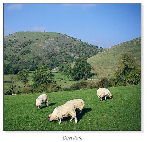 Dovedale Square Cards
