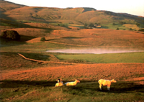 Tarn and Tups Postcards