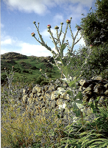 Giant Lakeland Thistle (Eskdale) Postcards