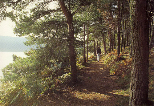 Woodland walk around Langsett Reservoir Postcards