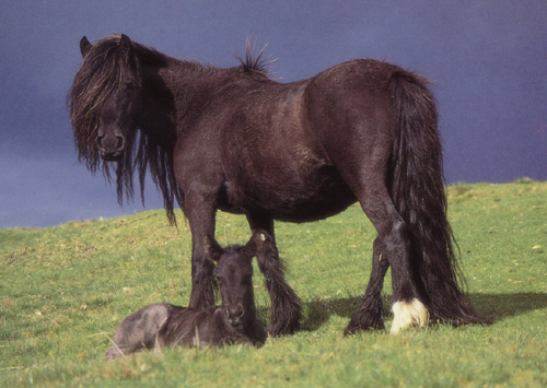 Horse & Foal Greetings Cards
