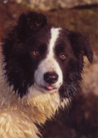 Sheepdog Greetings Card