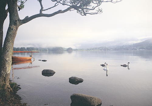 Windermere VP Greetings Cards