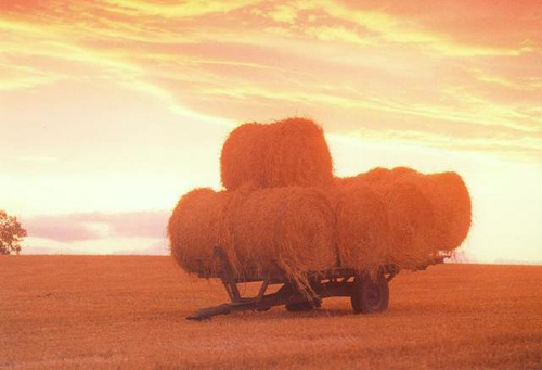 Hay Carts, Helmsley VP Greetings Cards